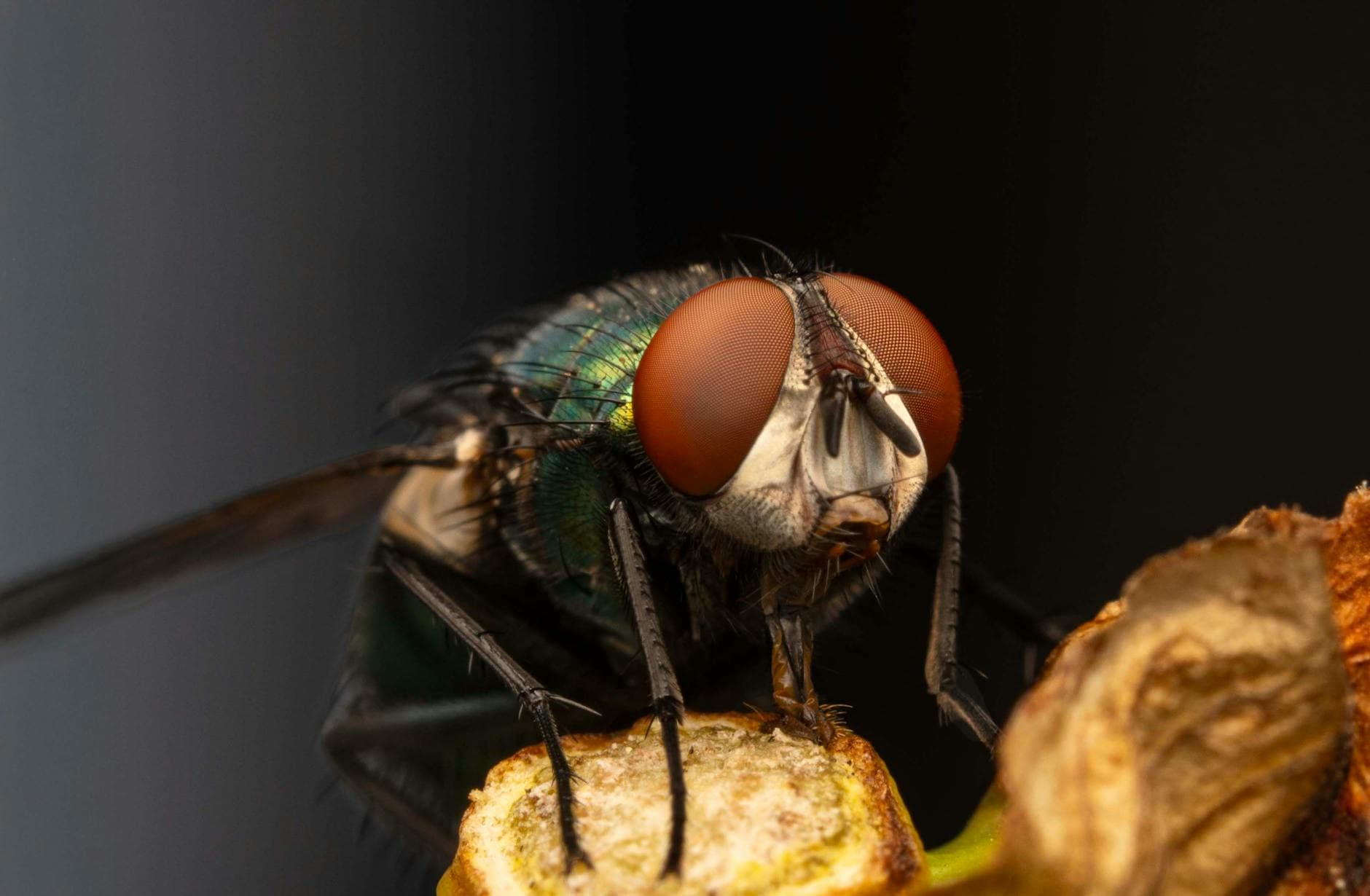 Pexels Photo 34919396