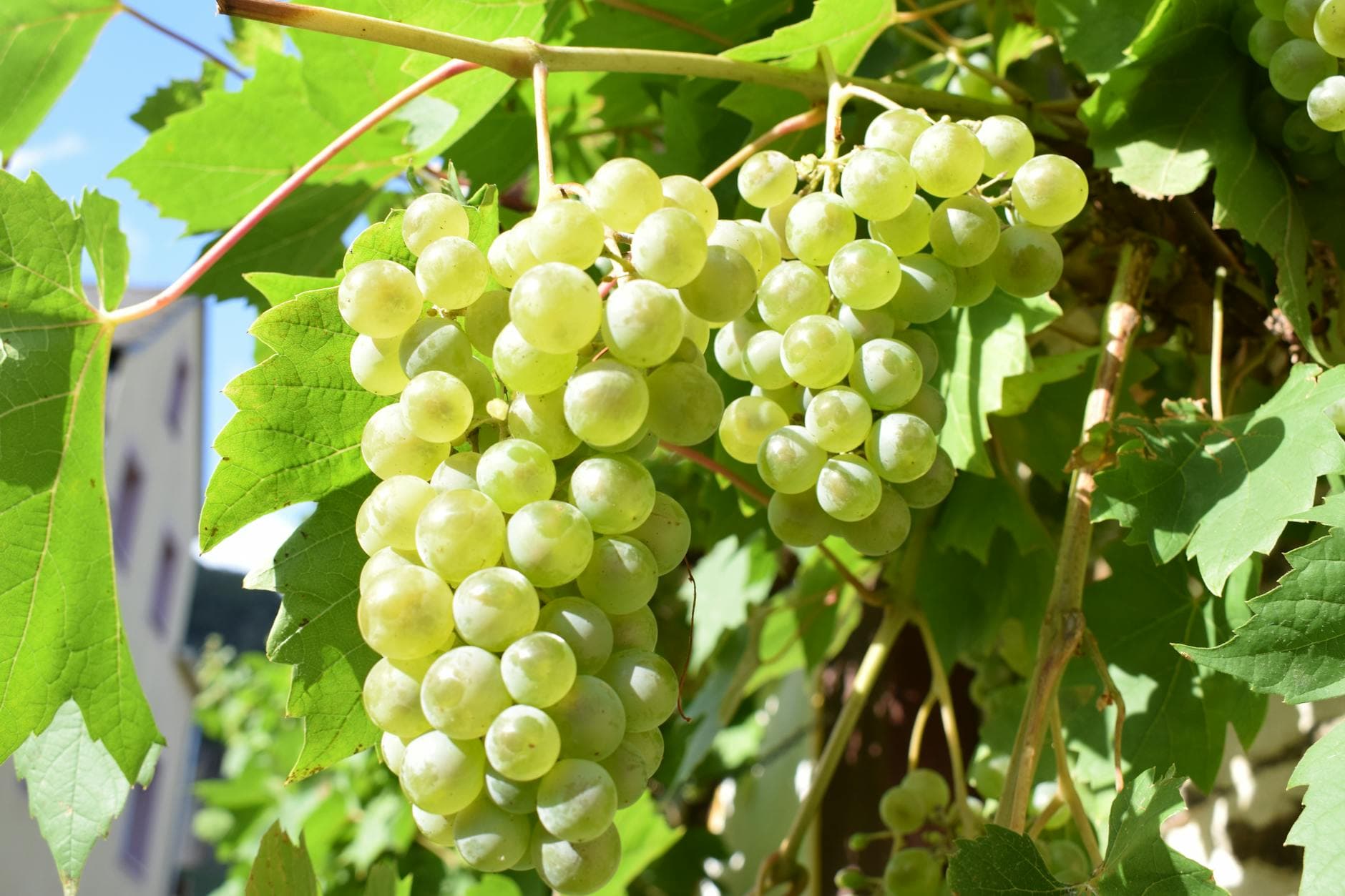 Complete Guide to Nutrition Myths That Hurt Progress