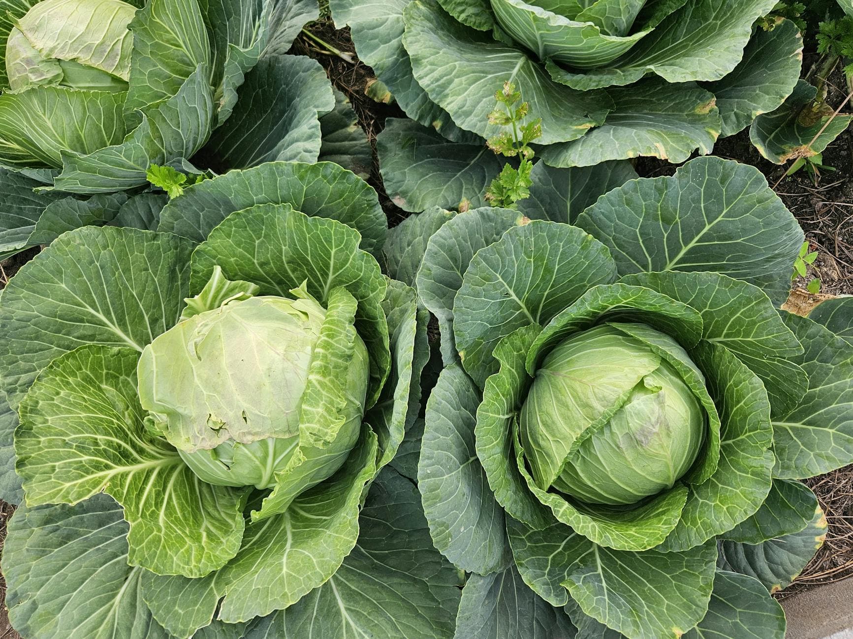 Complete Guide to Nutrition Myths That Hurt Progress